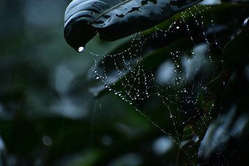 Nature, Wild And Animals