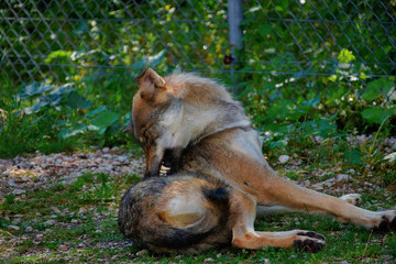 wolf sitting in the grass