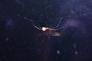 Nature, Wild And Animals