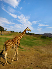 Giraffe roaming in San Diego Safari Park