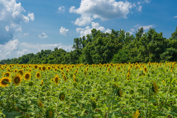 Fototapeta na wymiar field of sunflowers and sky