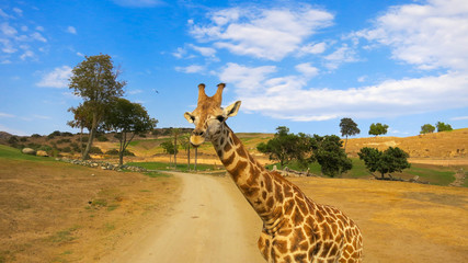 Giraffe roaming in San Diego Safari Park © Melanie