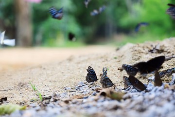 Beautiful butterfly in the forest.