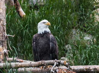 Captive Bald Eagle (Haliaeetus leucocephalus), West Yellowstone,Wyoming,USA