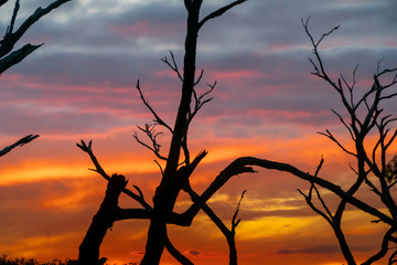 Sunset at forest with nice Sky and branches