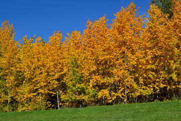 Obraz premium Autumn in the Park