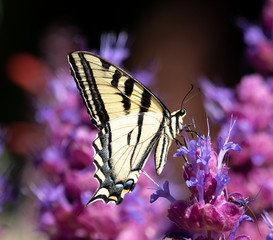 butterfly on flower