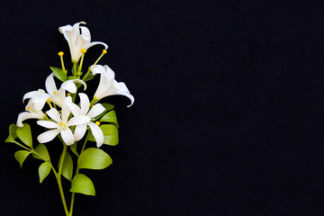  white flowers jasmine local flora of asia arrangement flat lay postcard style on background black 