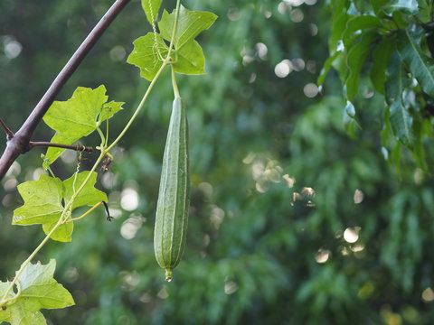 luffa acutangular, Cucurbitaceae green vegetable fresh in garden on nature background