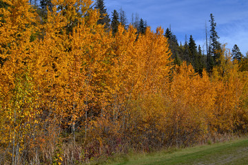 Autumn in the Forest