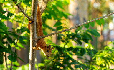 squirrel on a tree in the early morning