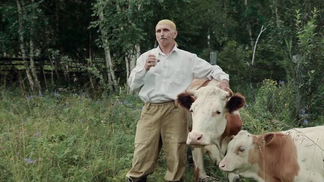 a man grazes a cow in a green meadow. cattle eat grass. The farmer drinks milk from a glass. healthy food: village milk. A pensioner takes care of cattle