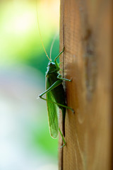 a green grasshopper sits on the wooden wall