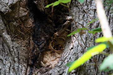 European hornets Vespa crabro coming out of nest in oak tree