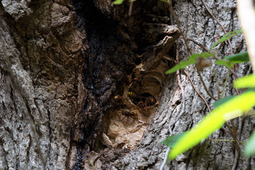European hornets Vespa crabro coming out of nest in oak tree