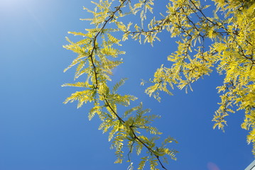 yellow leaves against blue sky
