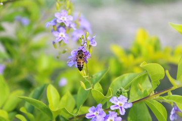 bee on lavender
