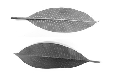 Set of frangipani leaves black and white both front and back. Close up pictures on separate white background.