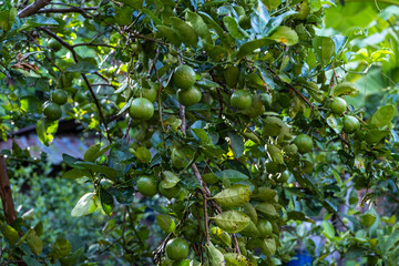 Fresh green lemon on lemon tree (Citrus medica) in the outdoor nature on a beautiful sky clouds day background