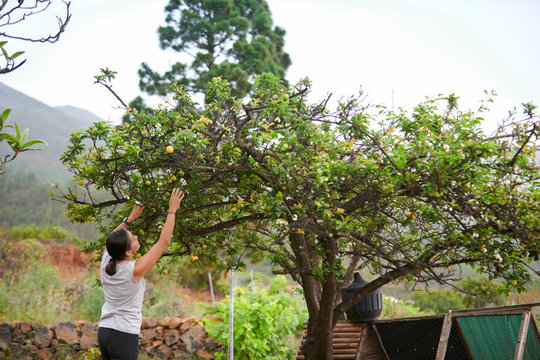 Back view of woman standing in green garden and collecting Mirabelle plums from tree while working on farmland in summer