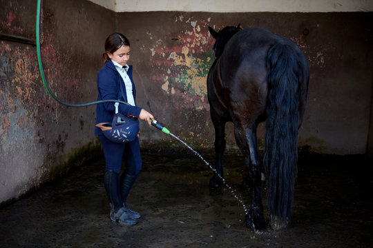 Side view of girl in rider clothes with helmet hanging on elbow washing hooves of black stallion using hose while standing in stabling with shabby dirty walls