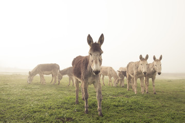 Herd of domestic donkeys pasturing in green meadow during foggy morning in countryside
