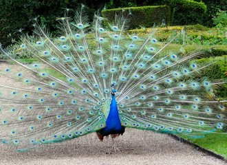 The peacock garden at Warwick Castle , UK