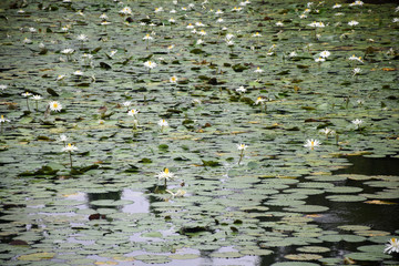 BEAUTIFUL WHITE LOTUS POND ON CLOUDY DAY