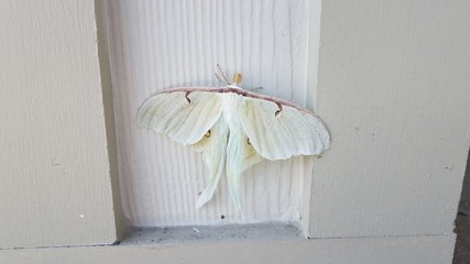 large white moth insect on wood pillar or wall - obrazy, fototapety, plakaty