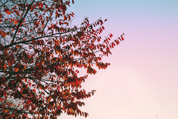 autumn leaves against blue sky