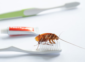 cockroaches on the toothbrush, dirty animal

