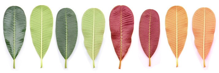 Frangipani leaf dress in green, red and orange on the front and back. Top view close up On a white background isolated