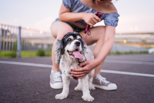 Crop unrecognizable female in denim shorts squatting on asphalt road on parking lot while cuddling American Cocker Spaniel in a leash under serene sky