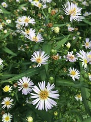 white daisies in a garden