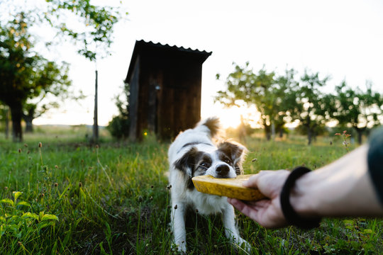 Unrecognizable person playing with Border Collie dog with frisbee while enjoying weekend in summer during sunset