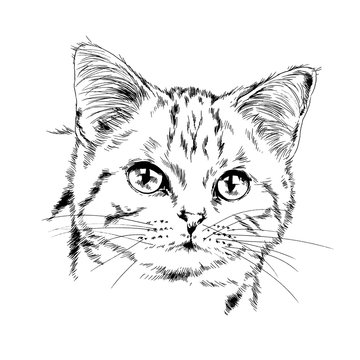 pedigree cat drawn in ink by hand on a white background