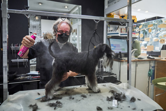 Male master in protective mask working in salon and grooming friendly dog on table