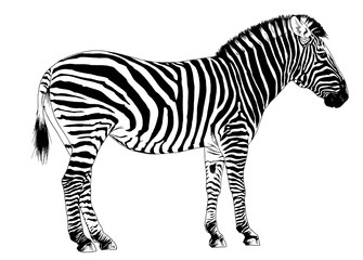 Fototapeta na wymiar jumping striped African Zebra, hand-drawn in full- length ink