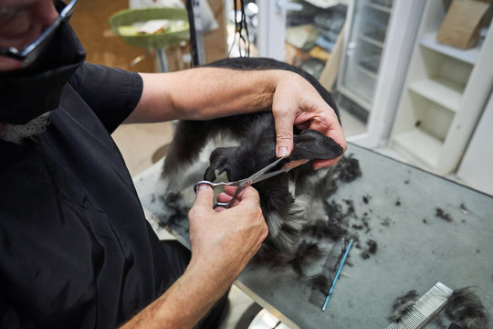 Cropped man groomer doing haircut with scissors for cute schnoodle in modern salon