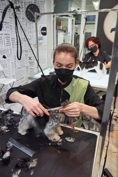 Woman groomer doing haircut with scissors for cute Yorkshire Terrier in modern salon