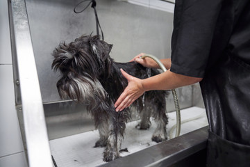 Unrecognizable crop groomer washing fluffy dog in shower after haircut in modern salon
