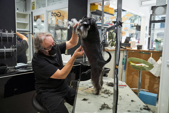 Man groomer doing haircut with scissors for cute schnoodle in modern salon