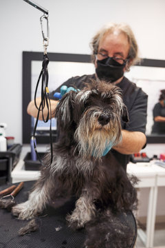 Man groomer doing haircut with scissors for cute schnoodle in modern salon