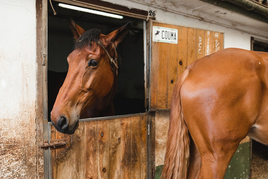 Chestnut horses with smooth fur standing in barn with shabby walls in countryside