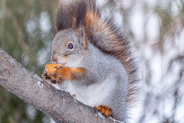 Fototapeta premium The squirrel with nut sits on a fir branches in the winter or autumn.