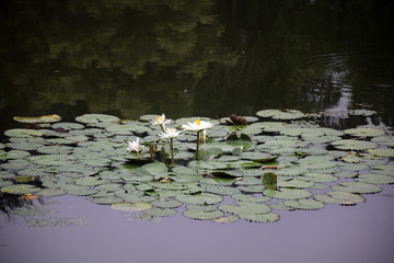 BEAUTIFUL WHITE LOTUS POND ON CLOUDY DAY