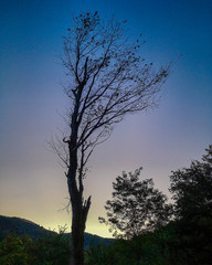 silhouette of tree