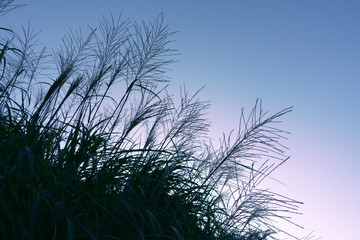 夕暮れ時の影絵のようなススキ