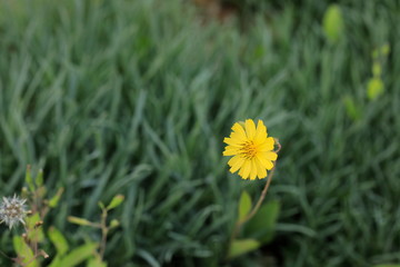 노란꽃이 핀 풍경