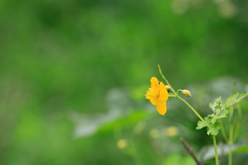 노란꽃이 핀 풍경